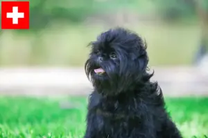 Lire la suite à propos de l’article Éleveurs de Pinscher et chiots en Suisse