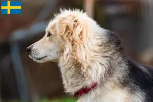 Lire la suite à propos de l’article Aidi éleveurs et chiots en Suède