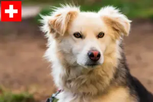 Lire la suite à propos de l’article Aidi éleveurs et chiots en Suisse