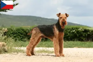 Lire la suite à propos de l’article Éleveurs d’Airedale Terrier et chiots en République tchèque