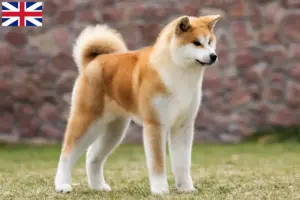 Lire la suite à propos de l’article Éleveurs d’Akita et chiots en Grande-Bretagne