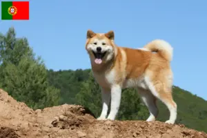Lire la suite à propos de l’article Éleveurs d’Akita et chiots au Portugal