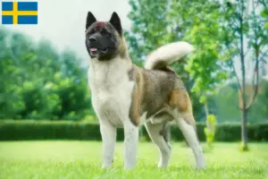 Lire la suite à propos de l’article Éleveurs d’Akita et chiots en Suède