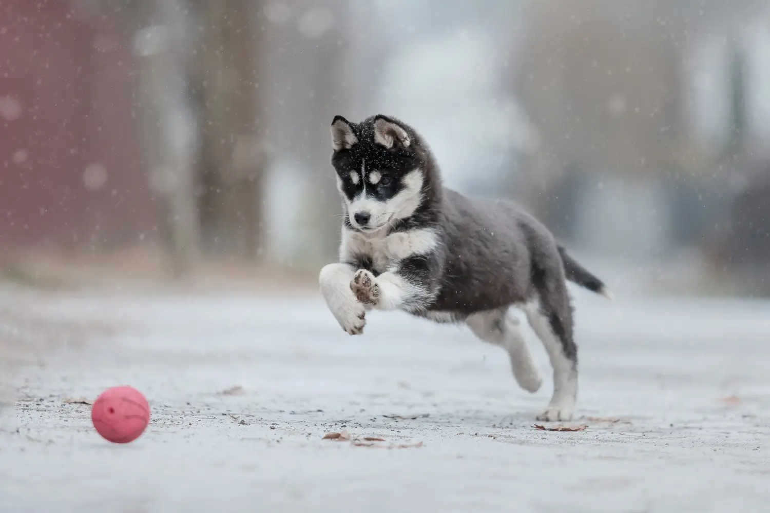 Acheter un chiot Alaskan Malamute, c'est prendre ses responsabilités ! Acheter des chiots Alaskan Malamute.