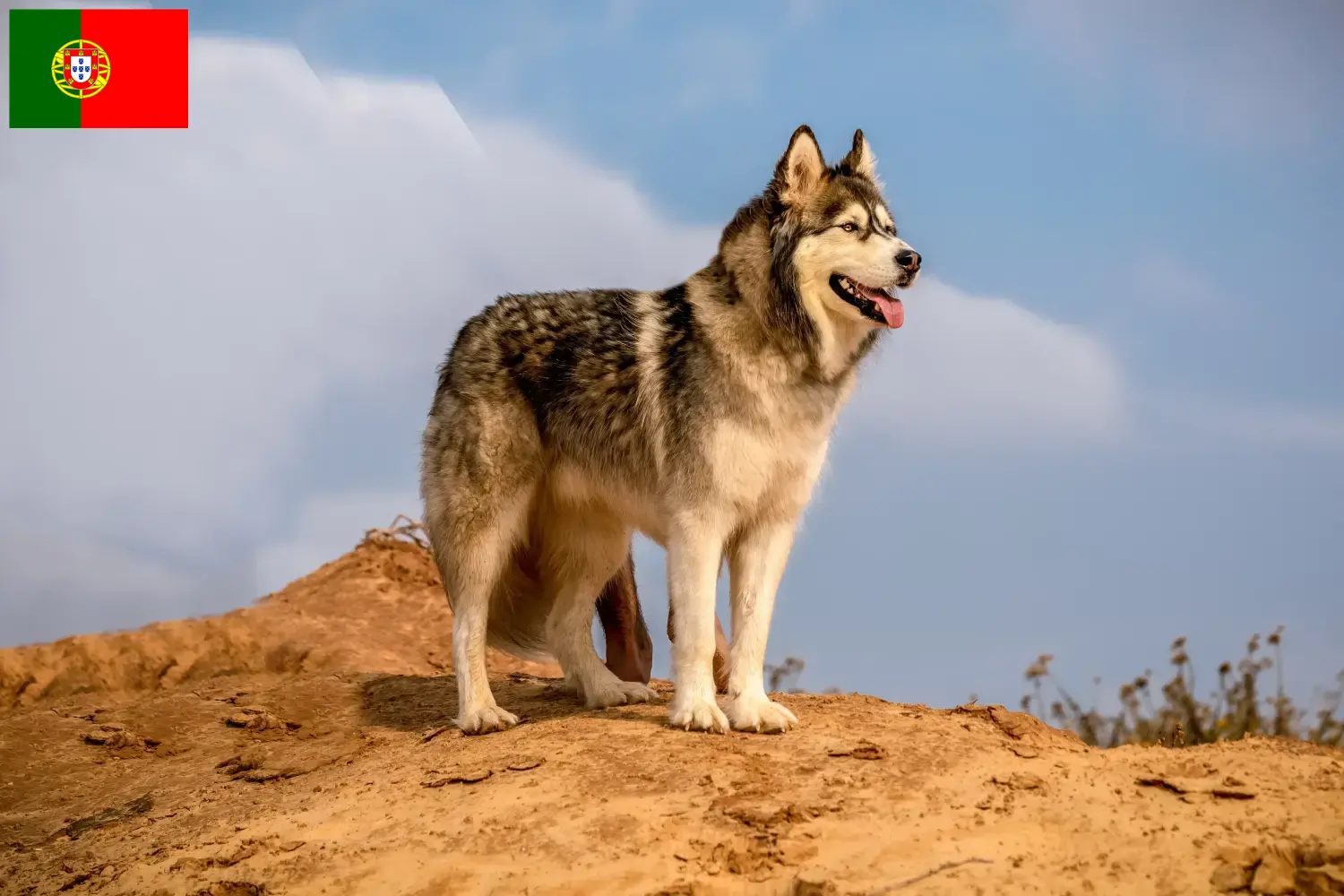 Alaskan Malamute chiots et éleveurs Portugal Ici, tu trouveras des éleveurs d'Alaskan Malamutes au Portugal.