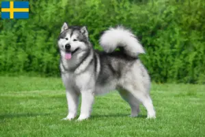 Lire la suite à propos de l’article Éleveurs de Malamutes d’Alaska et chiots en Suède
