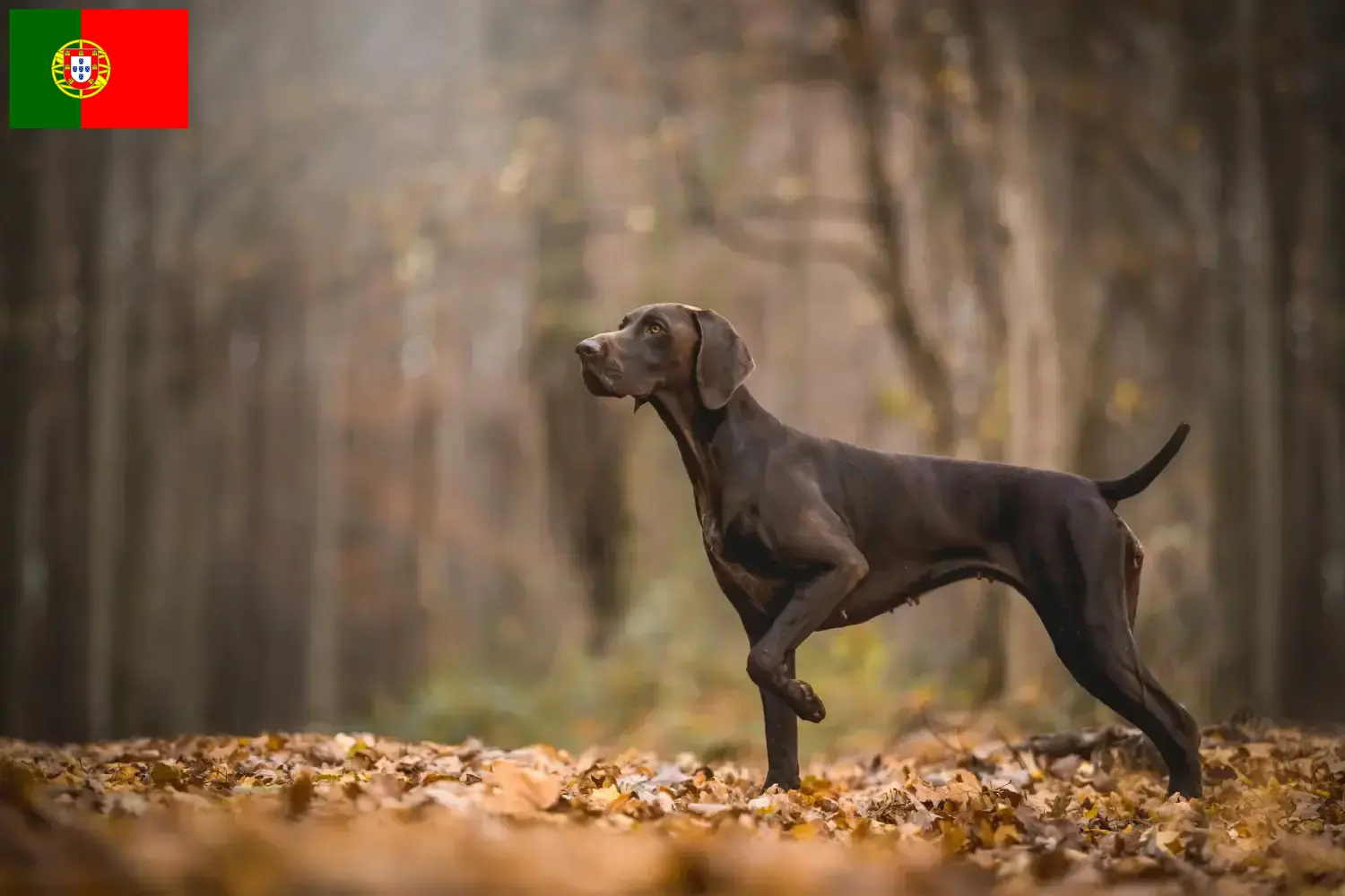 Chiots et éleveurs de chats à poil court allemands Portugal Ici, tu trouveras des éleveurs de chats à poil court allemands au Portugal.