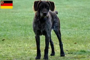 Lire la suite à propos de l’article Éleveurs de chiens allemands à poil dur et chiots en Rhénanie-Palatinat