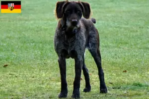 Lire la suite à propos de l’article Éleveurs de chiens allemands à poil dur et chiots en Sarre