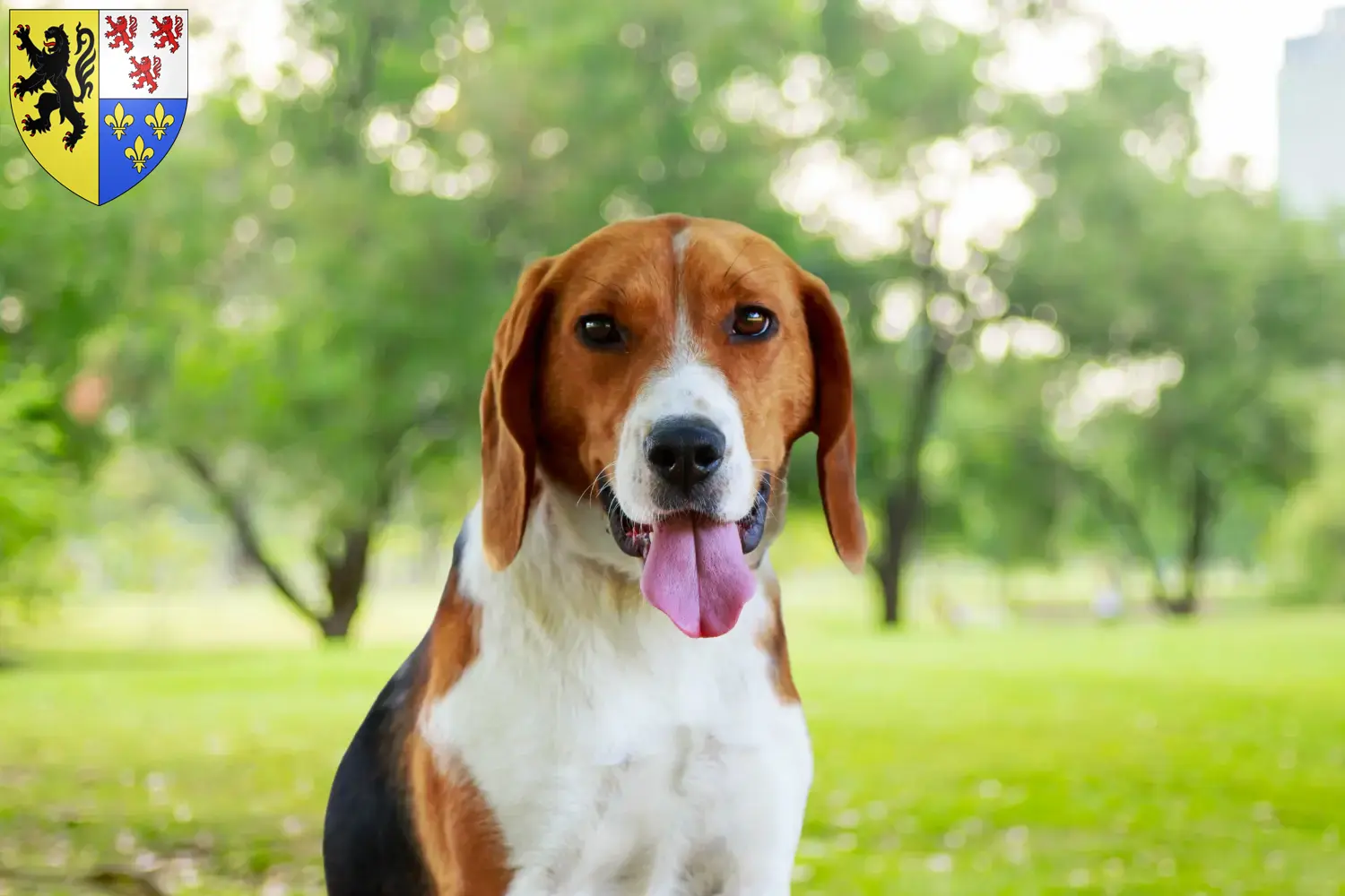 Américain Foxhound chiots et éleveurs Hauts-de-France Ici vous trouverez des éleveurs de American Foxhounds en Hauts-de-France.