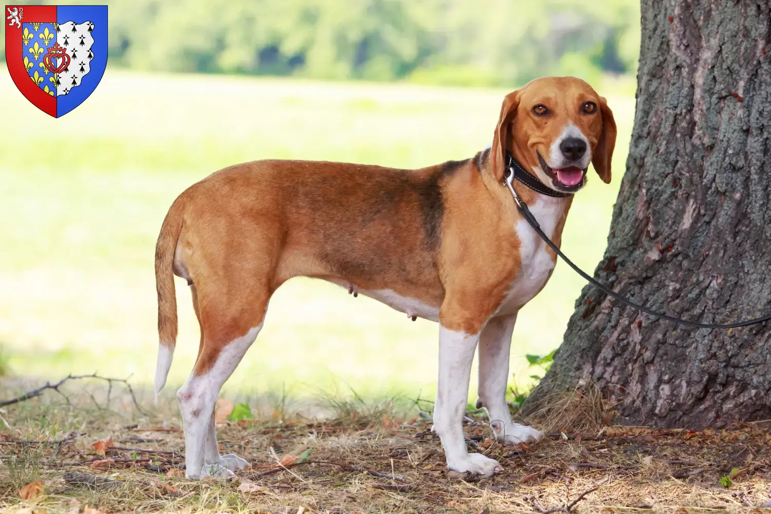 American Foxhound chiots et éleveurs Pays de la Loire Ici vous trouverez des éleveurs de American Foxhounds en Pays de la Loire.