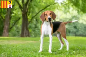 Lire la suite à propos de l’article Éleveurs de Foxhounds américains et chiots en Provence-Alpes-Côte d’Azur
