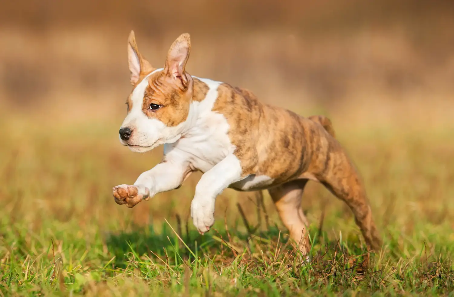 Acheter un chiot American Staffordshire Terrier, c'est prendre ses responsabilités ! Acheter un chiot Staffordshire Terrier américain.