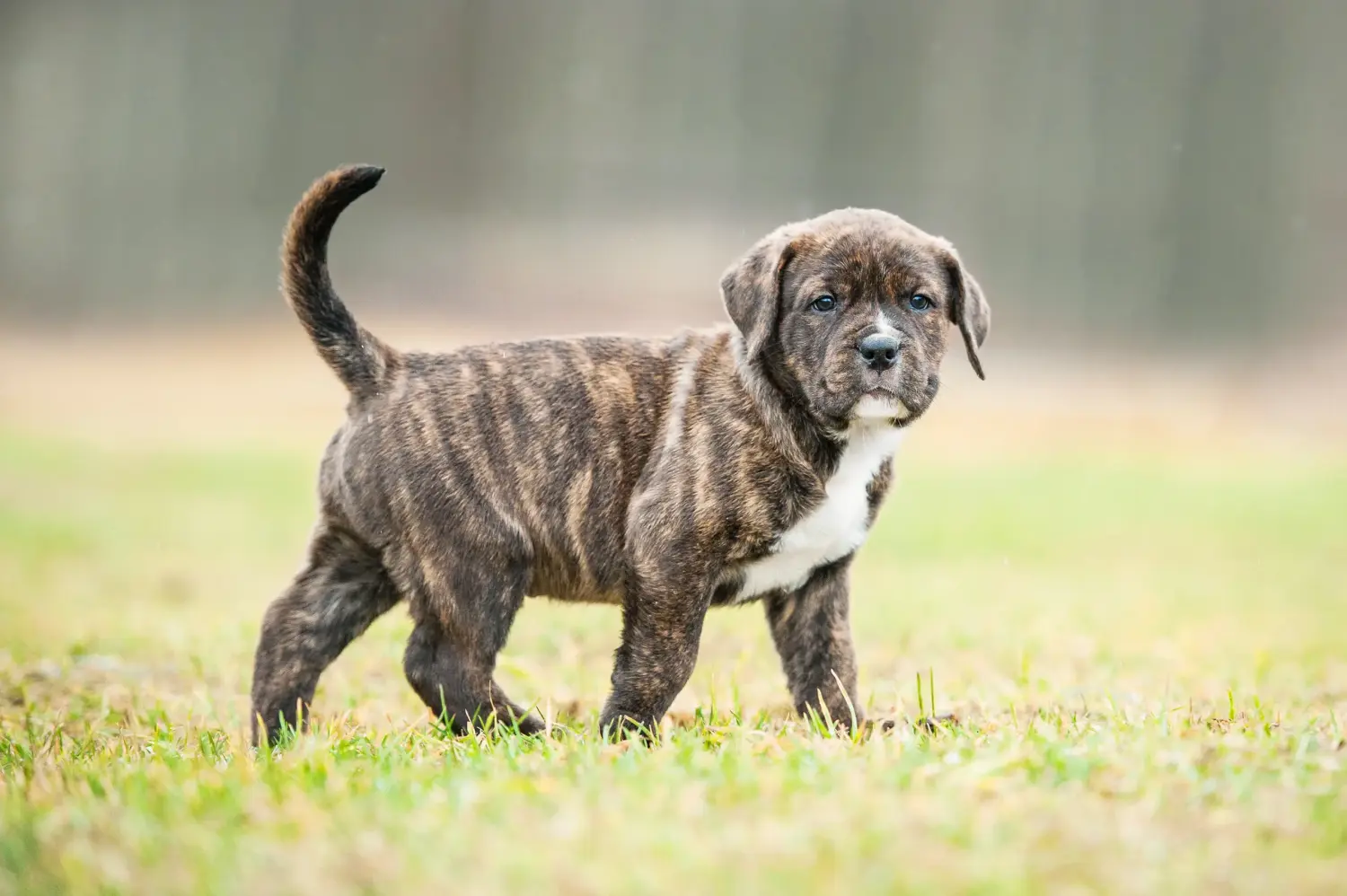 Acheter un chiot American Staffordshire Terrier, c'est prendre ses responsabilités ! Acheter un chiot Staffordshire Terrier américain.