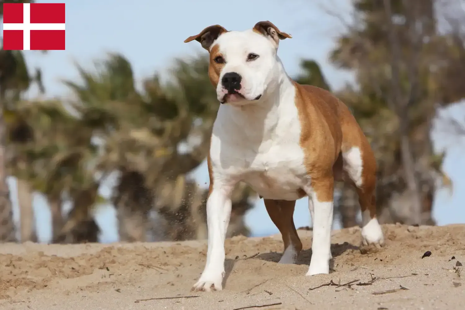 American Staffordshire Terrier chiots et éleveurs Danemark Ici, tu trouveras des éleveurs d'American Staffordshire Terrier au Danemark.