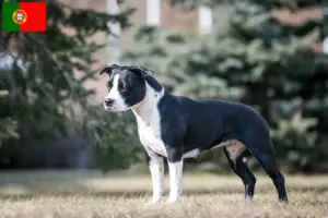 Lire la suite à propos de l’article Éleveurs de Staffordshire Terrier américain et chiots au Portugal