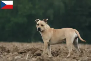 Lire la suite à propos de l’article Éleveurs de Staffordshire Terrier américain et chiots en République tchèque