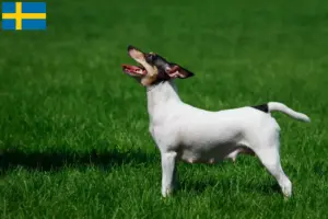 Lire la suite à propos de l’article Éleveurs d’American Toy Terrier et chiots en Suède