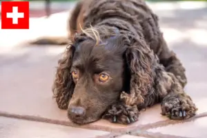 Lire la suite à propos de l’article Éleveurs d’American Water Spaniel et chiots en Suisse