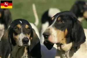 Lire la suite à propos de l’article Éleveurs d’Ariégeois et chiots en Basse-Saxe