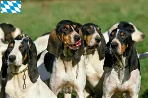 Lire la suite à propos de l’article Éleveurs d’Ariégeois et chiots en Bavière