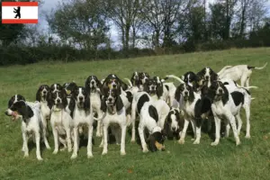 Lire la suite à propos de l’article Éleveurs d’Ariégeois et chiots à Berlin