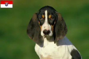 Lire la suite à propos de l’article Éleveurs d’Ariégeois et chiots en Hesse
