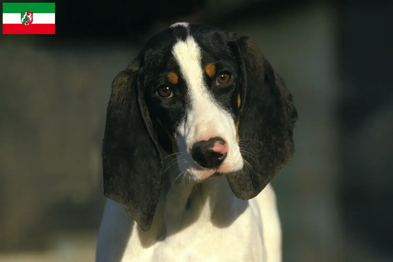 Ariégeois Chiots et éleveurs Rhénanie-du-Nord-Westphalie Ici, tu trouveras des éleveurs d'Ariégeois en Rhénanie-du-Nord-Westphalie.
