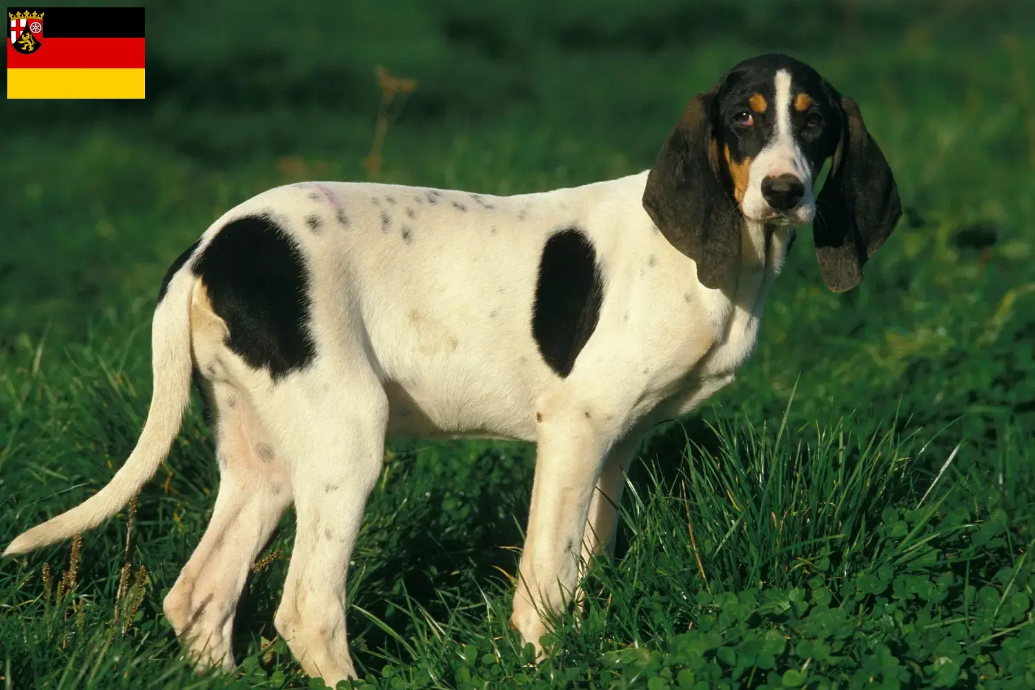 Ariégeois chiots et éleveurs Rhénanie-Palatinat Ici, tu trouveras des éleveurs d'Ariégeois en Rhénanie-Palatinat.