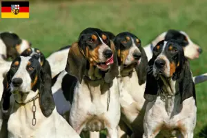 Lire la suite à propos de l’article Éleveurs d’Ariégeois et chiots en Sarre
