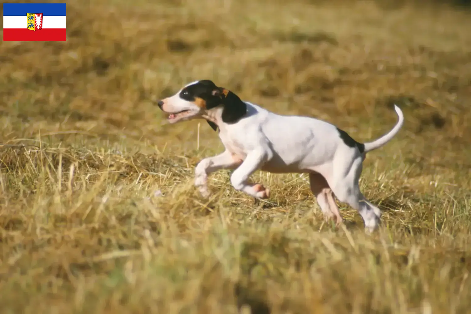 Ariégeois chiots et éleveurs Schleswig-Holstein Ici, tu trouveras des éleveurs d'Ariégeois dans le Schleswig-Holstein.
