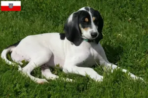 Lire la suite à propos de l’article Éleveurs d’Ariégeois et chiots en Thuringe
