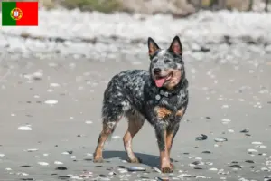 Lire la suite à propos de l’article Éleveurs de chiens de race Australian Cattle Dog et chiots au Portugal