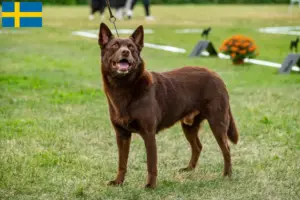 Lire la suite à propos de l’article Éleveurs de kelpies australiens et chiots en Suède