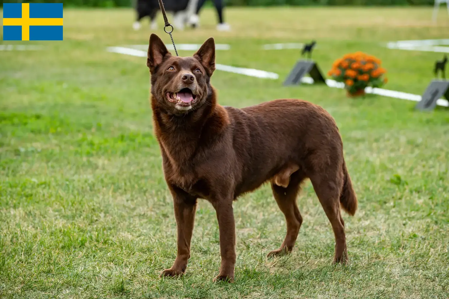 Australian Kelpie chiots et éleveurs Suède Ici, vous trouverez des éleveurs d'Australian Kelpies en Suède.
