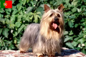 Lire la suite à propos de l’article Éleveurs de Silky Terriers australiens et chiots au Portugal