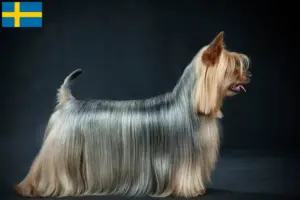 Lire la suite à propos de l’article Éleveurs de Silky Terriers australiens et chiots en Suède