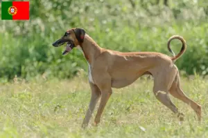 Lire la suite à propos de l’article Éleveurs d’Azawakh et chiots au Portugal