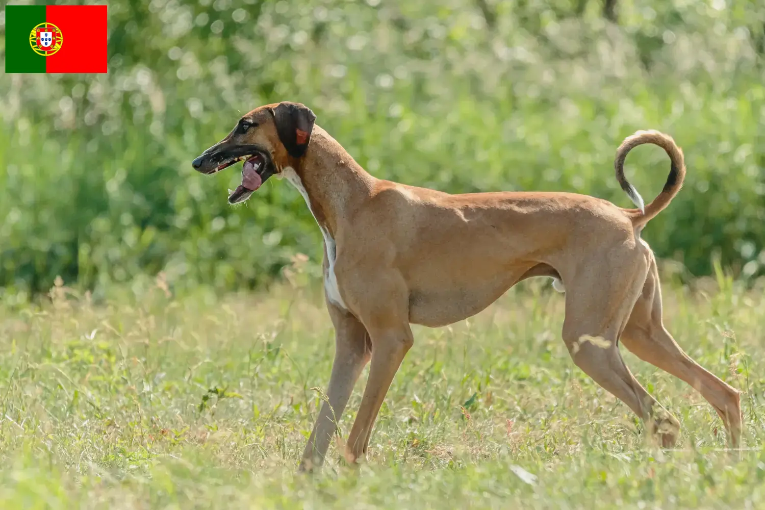Azawakh chiots et éleveurs Portugal Ici, tu trouveras des éleveurs d'azawakhs au Portugal.