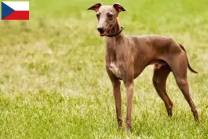 Lire la suite à propos de l’article Éleveurs d’Azawakh et chiots en République tchèque