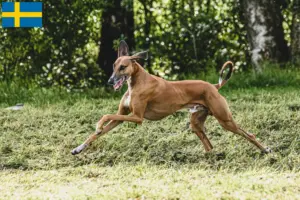 Lire la suite à propos de l’article Éleveurs d’Azawakh et chiots en Suède