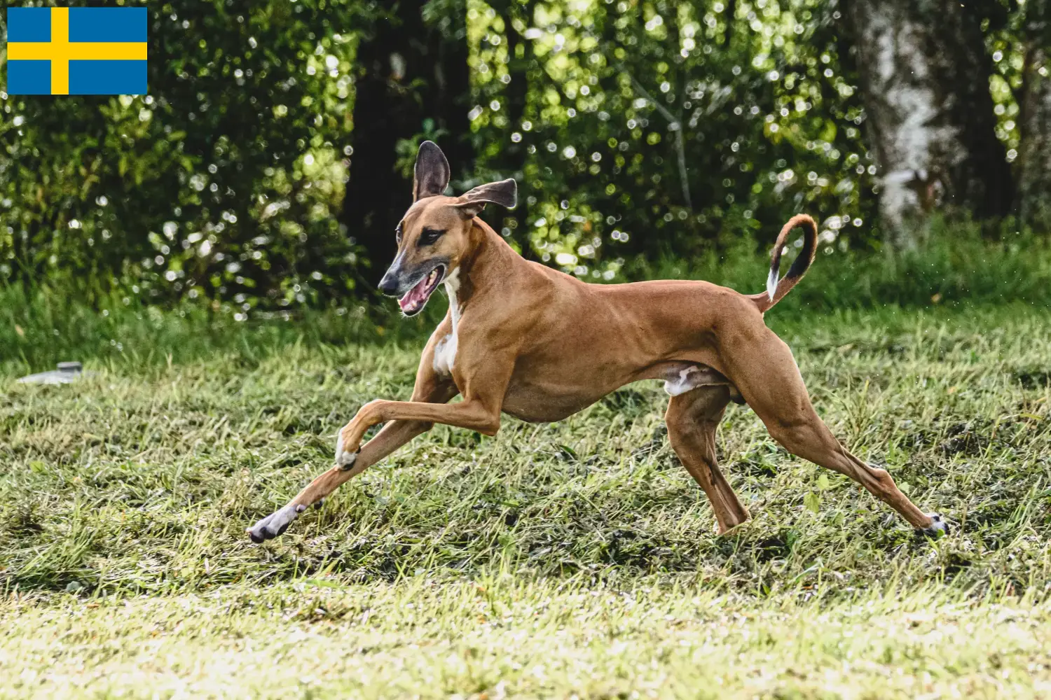 Azawakh chiots et éleveurs Suède Ici, tu trouveras des éleveurs d'azawakhs en Suède.