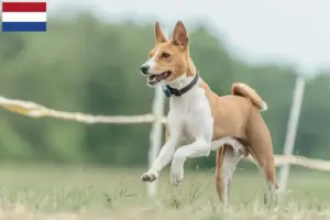 Lire la suite à propos de l’article Éleveurs de Basenji et chiots aux Pays-Bas