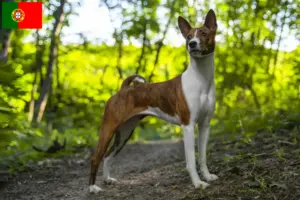 Lire la suite à propos de l’article Éleveurs de Basenji et chiots au Portugal