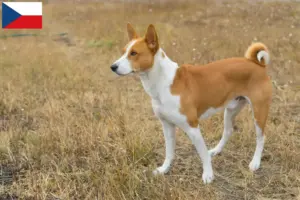 Lire la suite à propos de l’article Éleveurs de Basenji et chiots en République tchèque