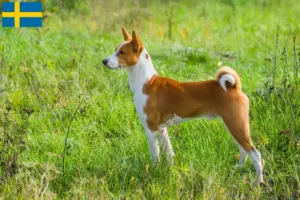 Lire la suite à propos de l’article Éleveurs de Basenji et chiots en Suède