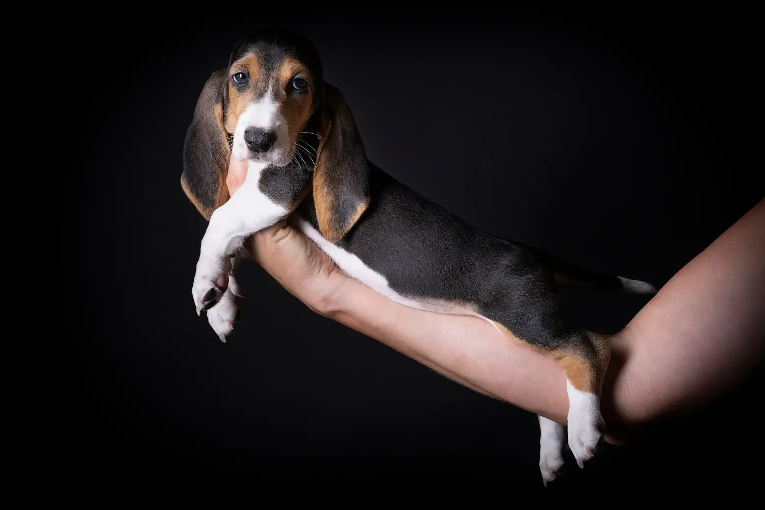 Acheter un chiot Basset Artésien Normand, c'est prendre ses responsabilités ! Acheter des chiots Basset Artésien Normand.