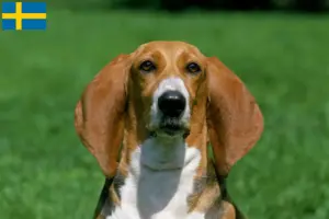 Lire la suite à propos de l’article Basset Artésien Normand Éleveurs et chiots en Suède