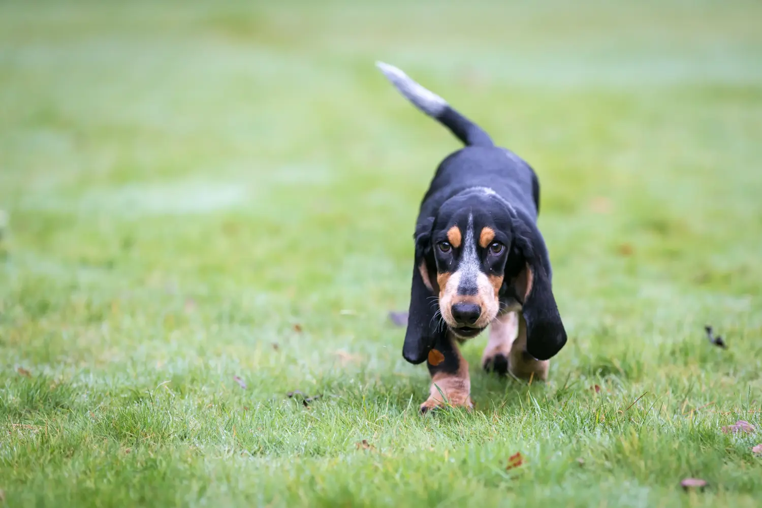 Acheter un chiot Basset bleu de Gascogne, c'est prendre ses responsabilités ! Acheter des chiots Basset bleu de Gascogne.