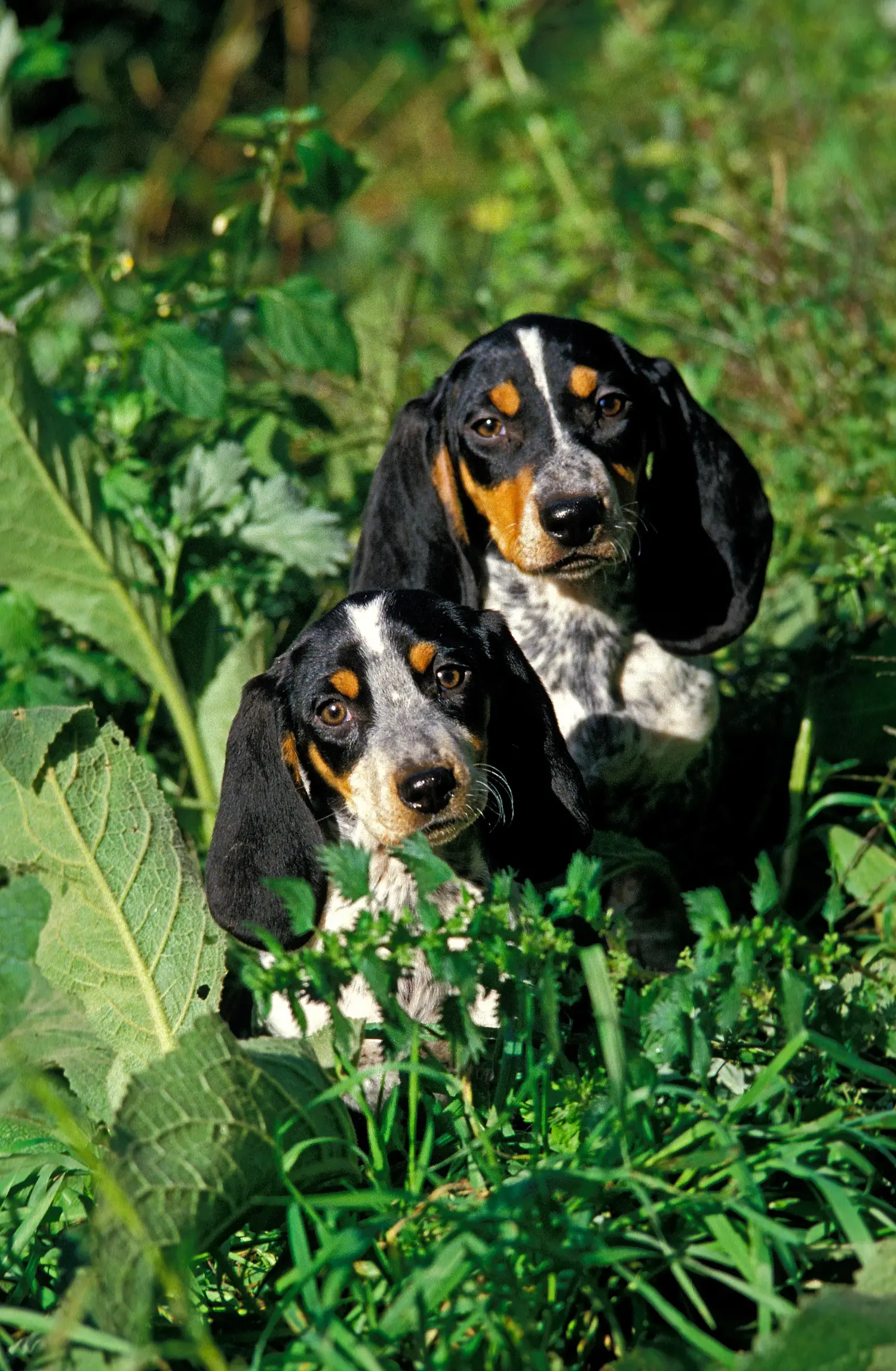 Acheter un chiot Basset bleu de Gascogne, c'est prendre ses responsabilités ! Acheter des chiots Basset bleu de Gascogne.